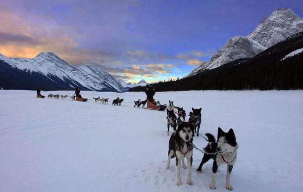 Dog Sledging in Canmore